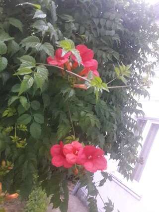 Гостевой дом nina Батуми-1